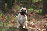 BOULEDOGUE FRANCAIS 1289